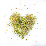 Sprouting Starter Kit