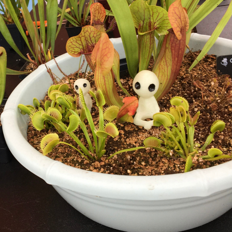 Build an Outdoor Carnivorous Plant bog